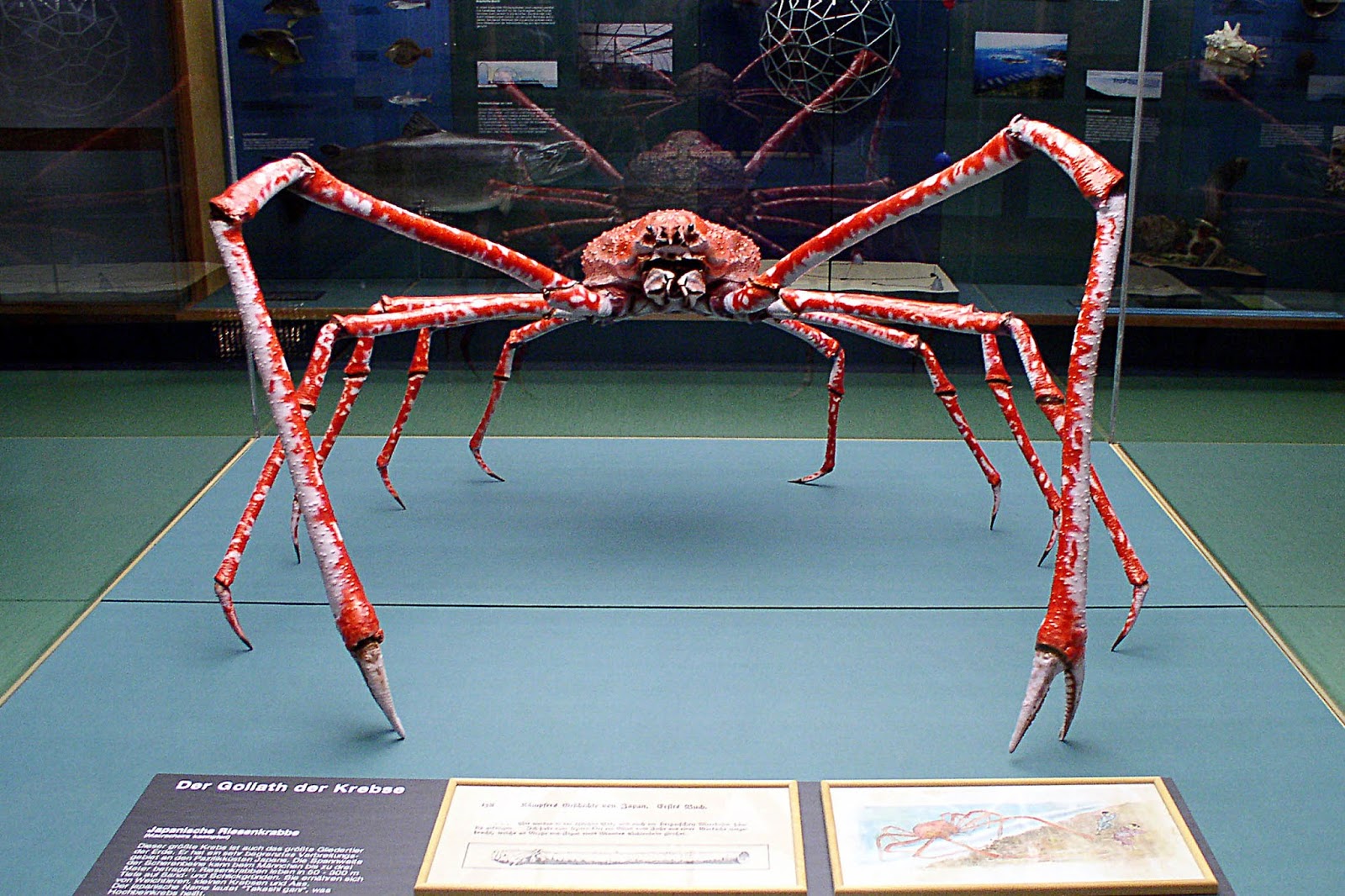 Tasmanische Riesenkrabbe Tasmanische Riesenkrabbe