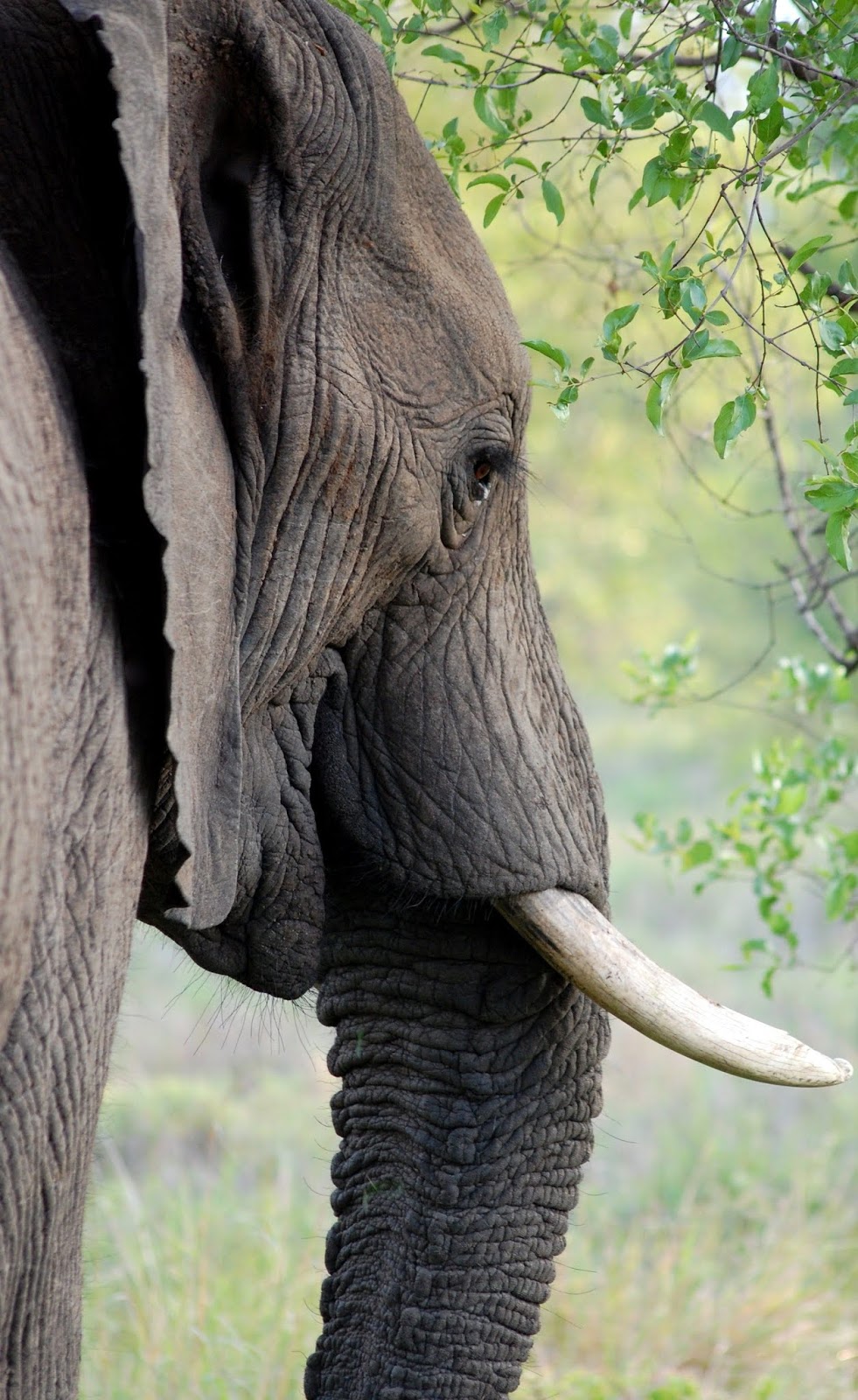 An elephant up close.