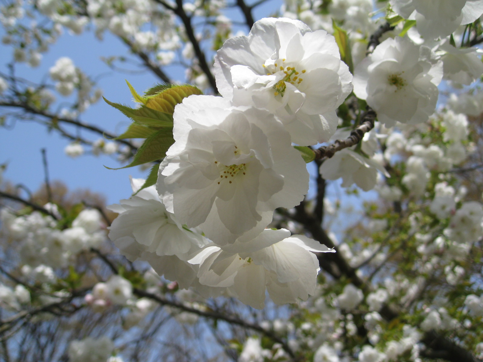 福岡市植物園ブログ 今年は サトザクラ も早い 白 が名前につく桜 18 4 4