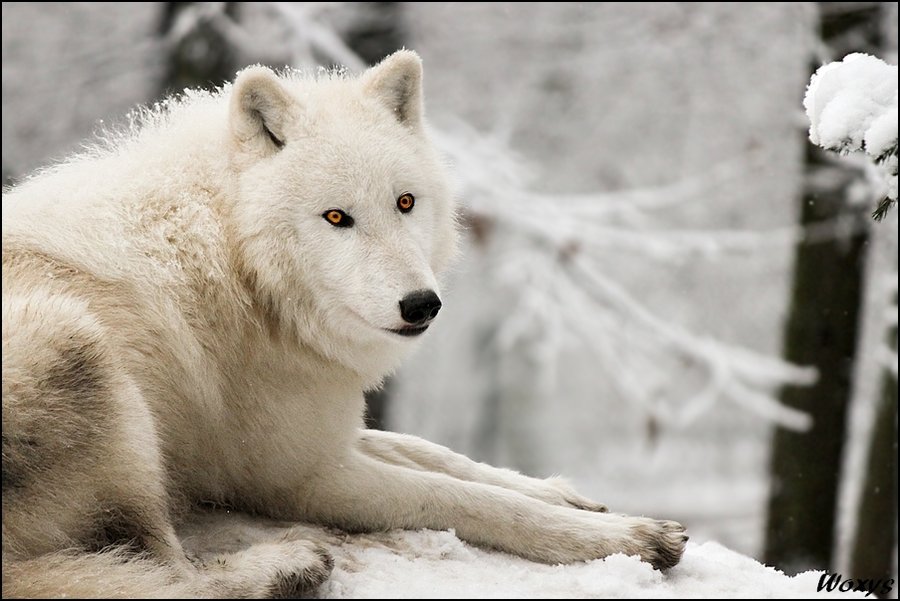 белый волк рязань. племя белого волка. белый волк рязань. волк летом. белый волк рязань.