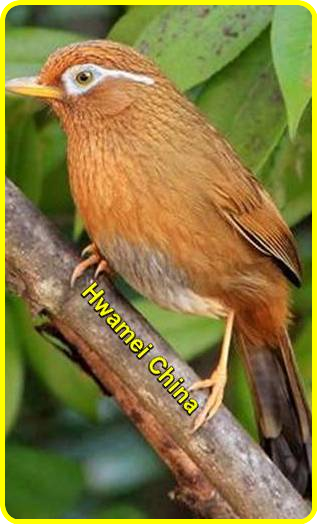 Berternak Burung Berkicau Ujebirdfarmmj981 Cara Beternak Hwamey