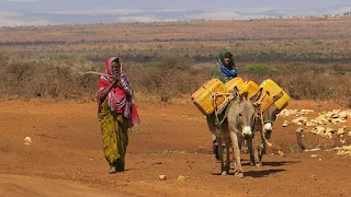 In Ethiopia, where about 4 out of 5 people depend on agriculture for their livelihood, the effects of the El Niño-induced drought in 2015 and 2016 were devastating.