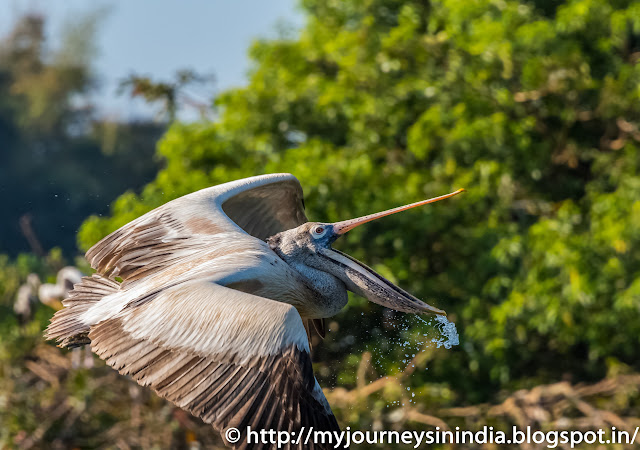 Pelicon Skimming at Ranganathittu Bird Santuary Mysore