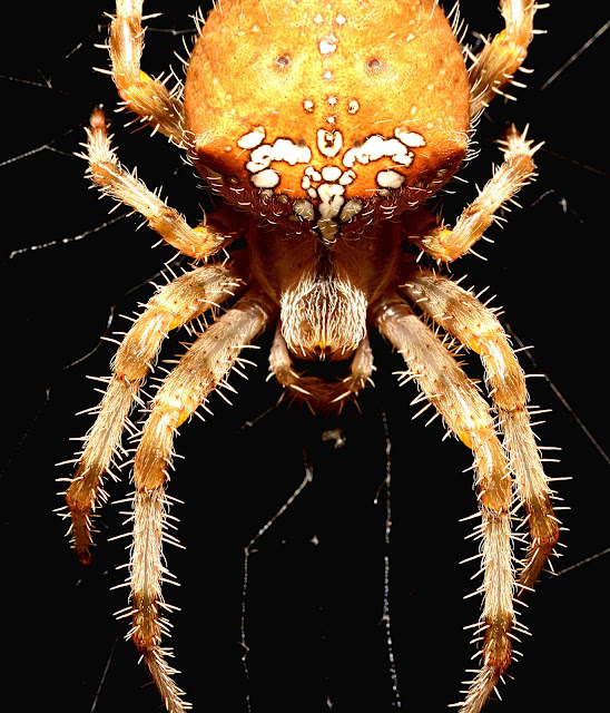 ARAÑA PÁLIDA Araneus pallidus