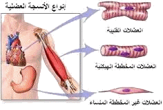جسم الإنسان الجهاز العضلي