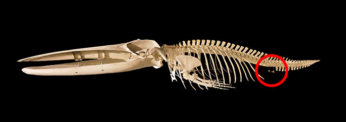 La Mitocondria: Estructuras vestigiales: vestigios de otra era