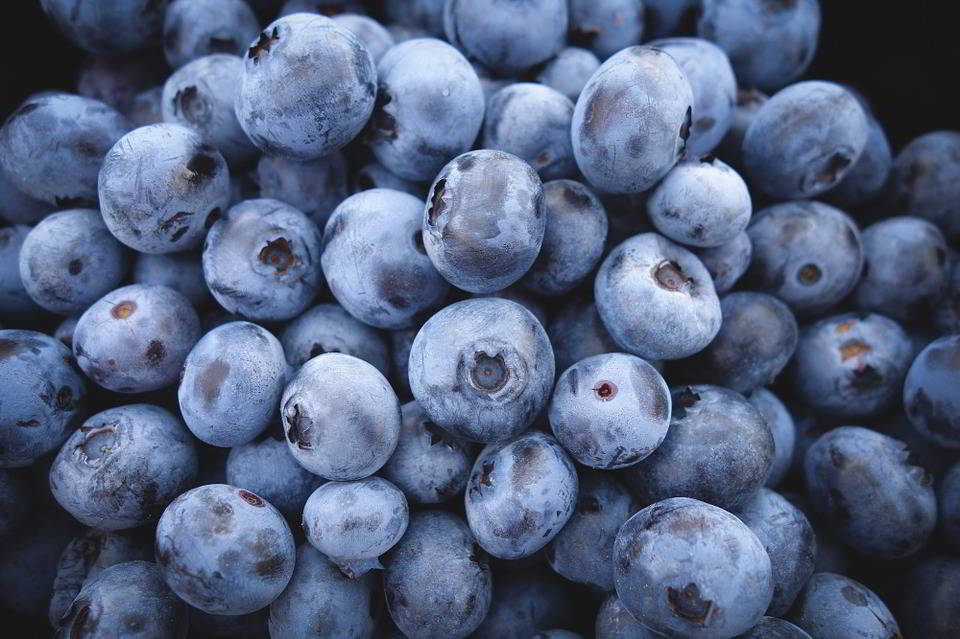 Manfaat Blueberry Mencegah Penuaan Dini Manfaat Blueberry Mencegah Penuaan Dini