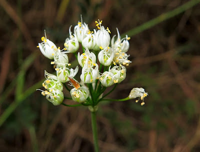 Ajo lirio (Allium subvillosum)