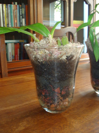 Orquídea plantada no vaso de vidro.