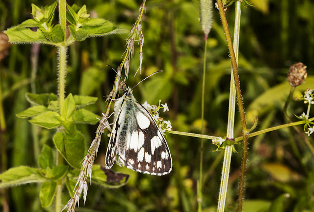 Marbled White, Melanargia galathea. Lullingstone Country Park, 4 July 2016. Marbled White, Melanargia galathea. Lullingstone Country Park, 4 July 2016.