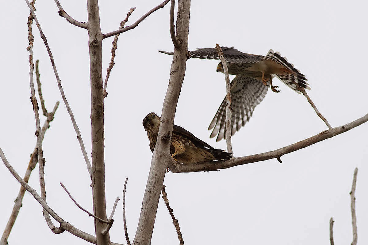 Ann Brokelman Photography: American Kestrel vs the Merlin - August 16, 2014