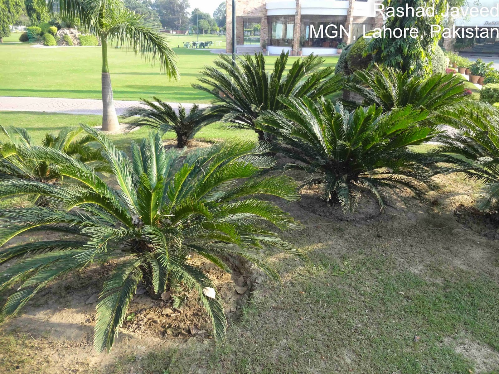 Plants of Lahore Pakistan September 2014