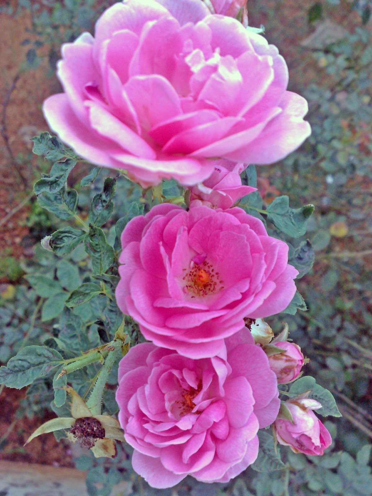 3 pink rose flowers in a row