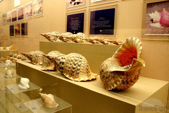 Shell Museum Diu, India