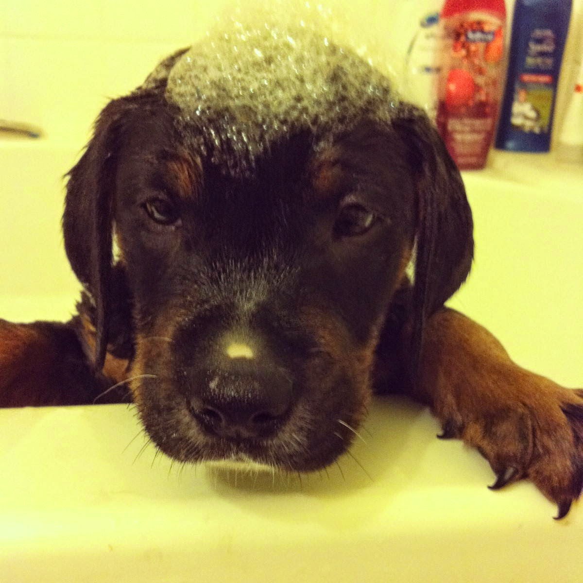 Adorable cats and dogs who really hate bath time (40 pics) Amazing
