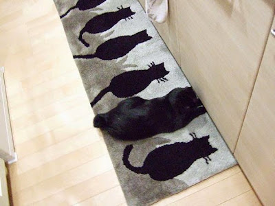 Gato camuflado con alfombra