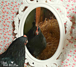 chickens boredom mirror busters coop winter tried putting mine run ever got