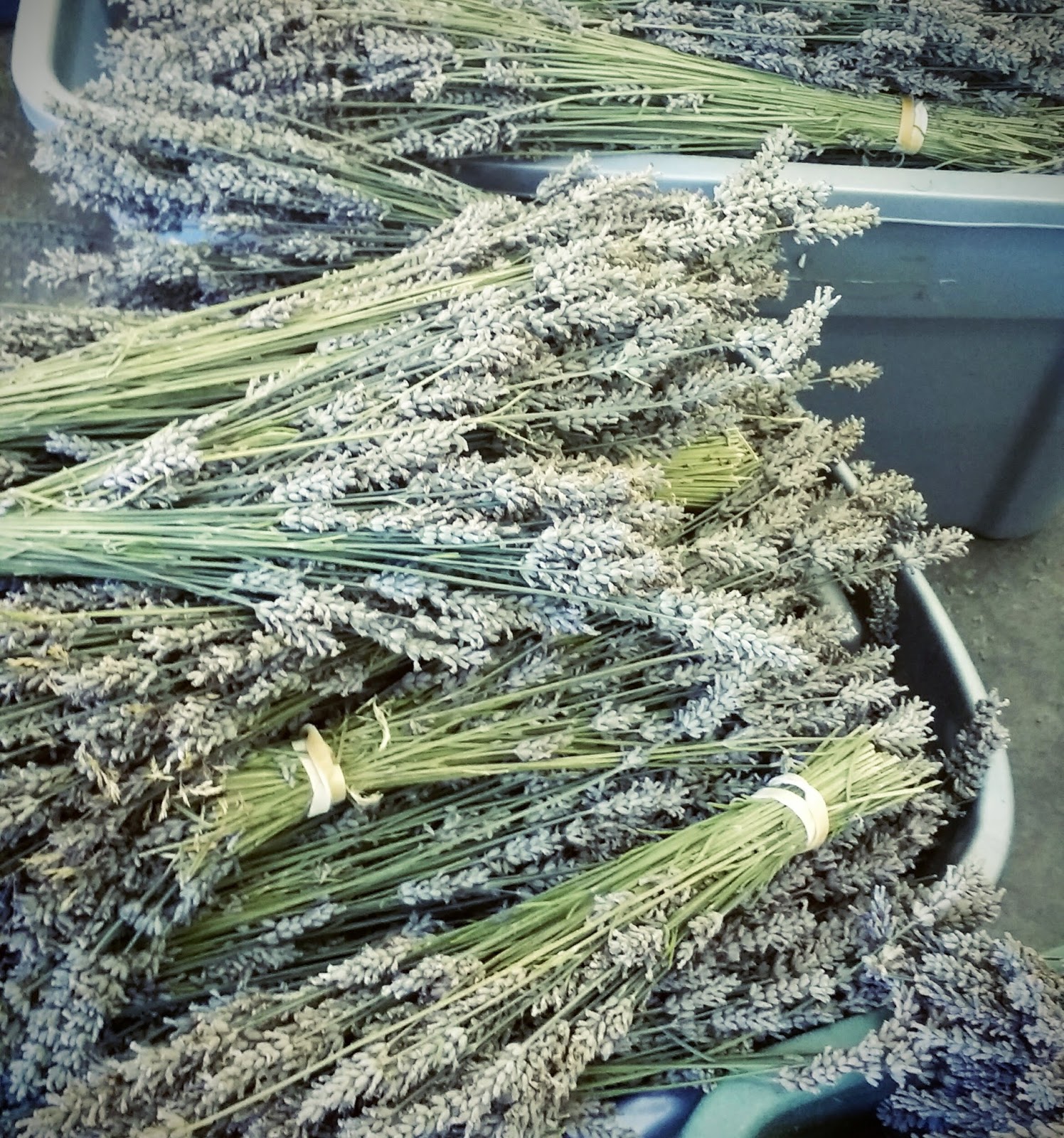 Pelindaba Lavender Lavender Drying and Bud Processing