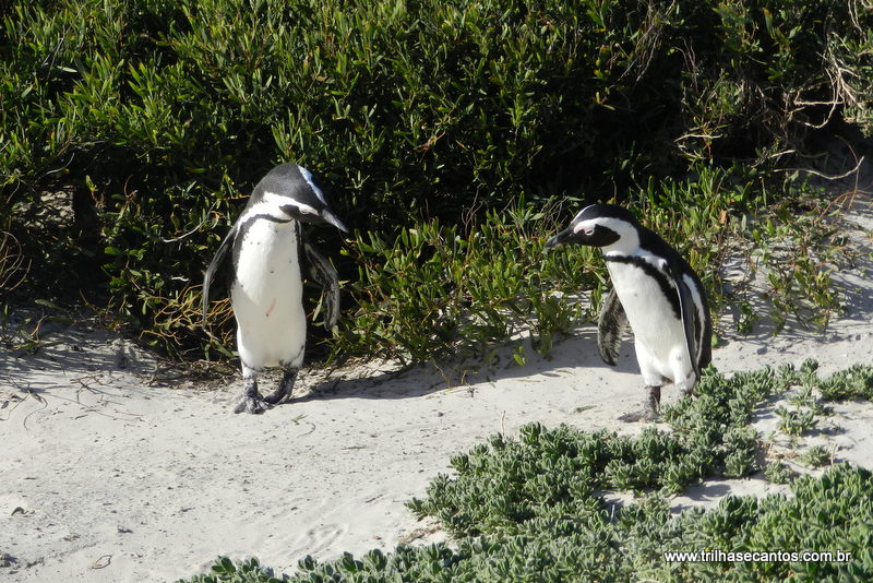 Cape Town Roteiro Cape Town Roteiro