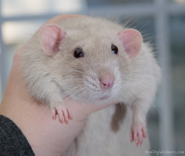 Oliver the Therapy Rat