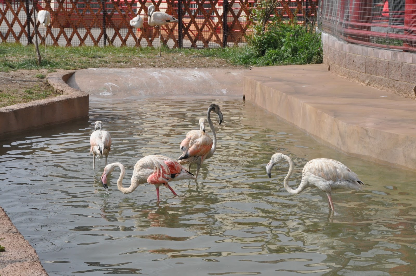 Зоопарк в минске на ташкентской