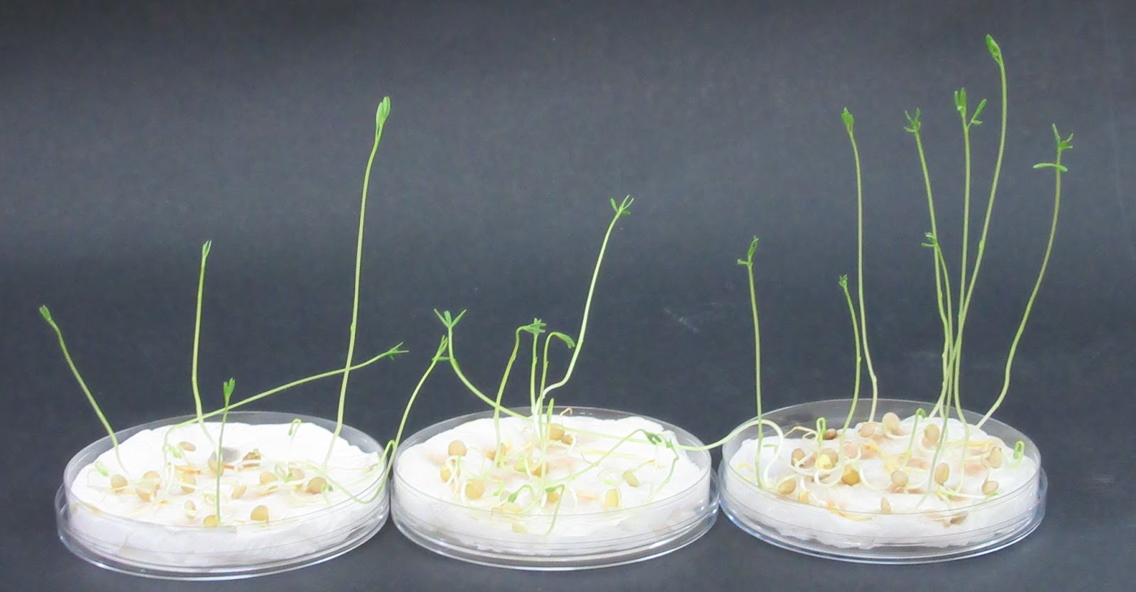 Let�s talk about Science Acid rain and plants growth