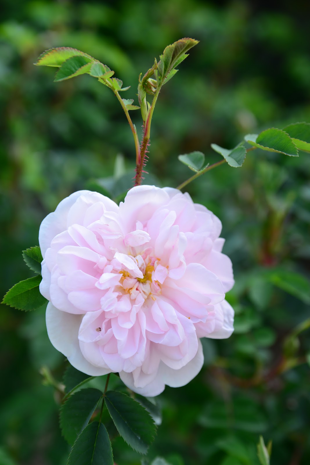 広島市植物公園ブログ バラの開花状況 5月2日時点