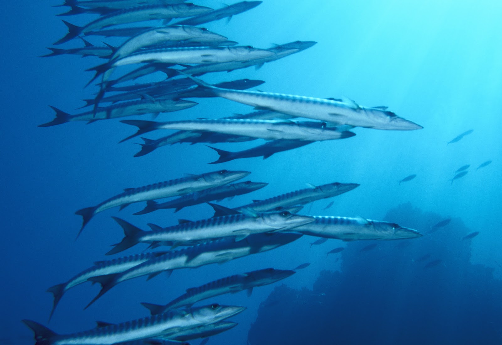 Welcome To Fun2shh World: Latest Barracuda Fish Wallpapers ...