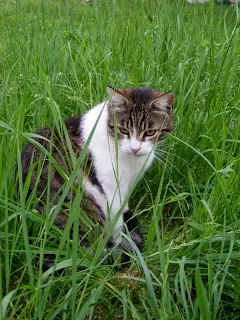 pisica alb cu gri se relaxeaza in iarba-https://diana-kundalini.blogspot.com