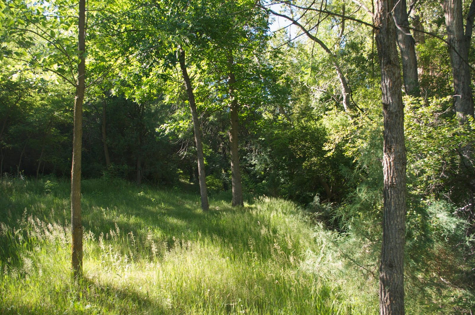 Southern New Mexico Explorer Cañoncito Seco Trail Santa Fe National