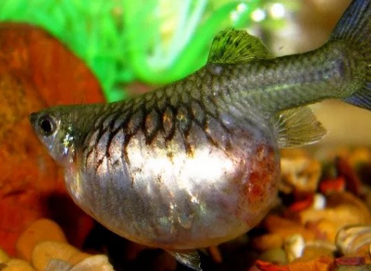 Ciriciri Ikan Guppy Hamil dan Akan Melahirkan
