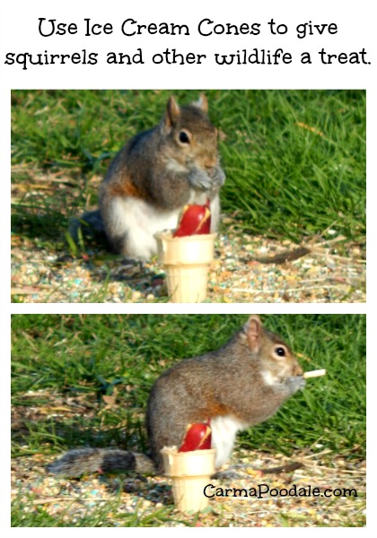 Treats in Ice cream cones for #squirrels