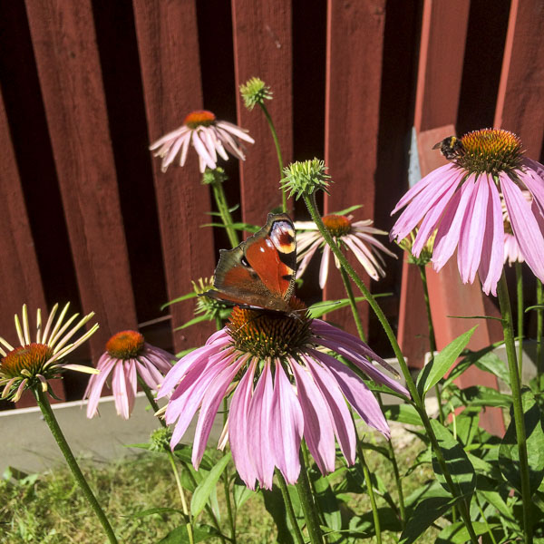 rudbeckia, echinacea rudbeckia, echinacea