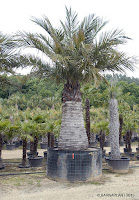 Palmeras Jubaea chilensis en los viveros de Barnaplant