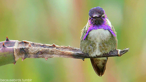 Costa%E2%80%99s%2BHummingbird%2Bna9dngV99G1s9rrcgo1_500.gif