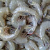 Indonesian Shrimp Suppliers with Best Product Result