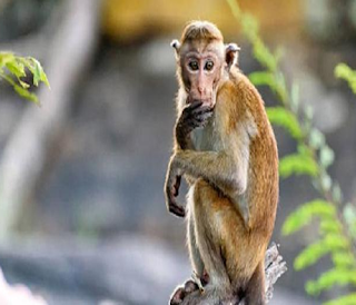 Monyet merupakan primata yang banyak memiliki kemiripan dengan manusia. Bahkan seorang ilmuwan bernama Darwin mengungkapkan teori sensasional bahwa manusia berasal dari monyet. Beberapa monyet telah dimanfaatkan manusia sebagai hewan timangan atau hewan untuk membantu pekerjaan sehari-hari. Monyet ekor panjang (Macaca fascicularis) adalah hewan yang paling biasa berinteraksi dengan manusia dan sering dipelihara sebagai hewan timangan, hewan sirkus, atau percobaan laboratorium. Ia juga primata pertama yang pernah ke angkasa luar. Beruk dipelihara di beberapa tempat di Sumatera dan Malaya untuk dilatih sebagai pemetik kelapa. Semalam anda bermimpi menggendong monyet kira-kira apa ya arti mimpi tersebut? Nah dibawah ini ada ulasan mengenai mimpi tentang monyet disertai juga angka jitunya.