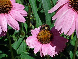 Purple echnacea with a happy fat bee