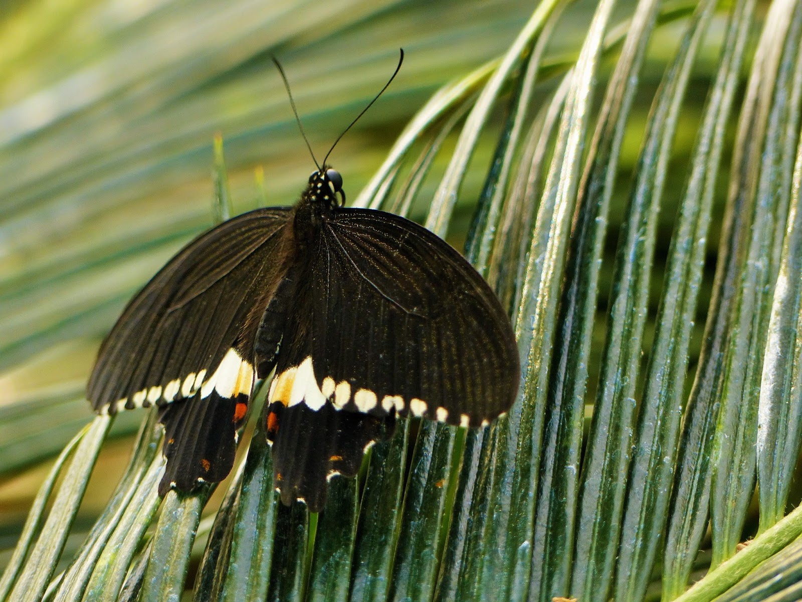 Ten Million Earthlings: Butterfly Oasis