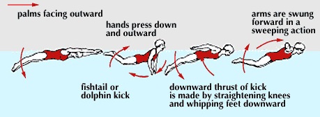 Teknik Cara Melakukan Renang Gaya Kupu-Kupu Beserta Gambarnya