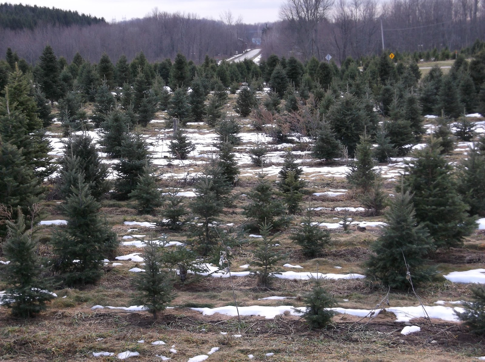 New York State of Mind: CHRISTMAS TREE FARM