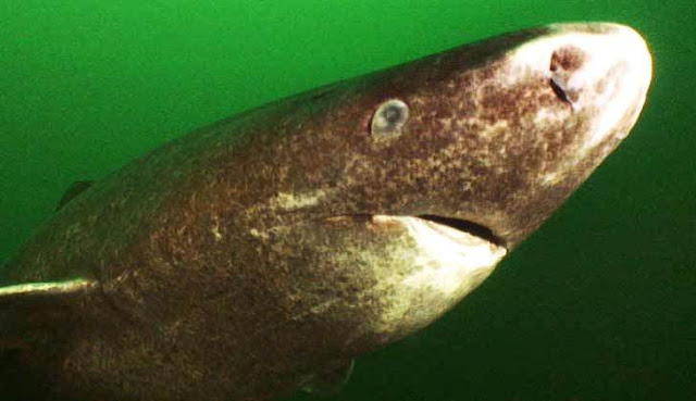 10 Ikan Hiu Terbesar di Dunia, Bahkan Ada yang Sebesar Kapal Pesiar 10 Ikan Hiu Terbesar di Dunia, Bahkan Ada yang Sebesar Kapal Pesiar