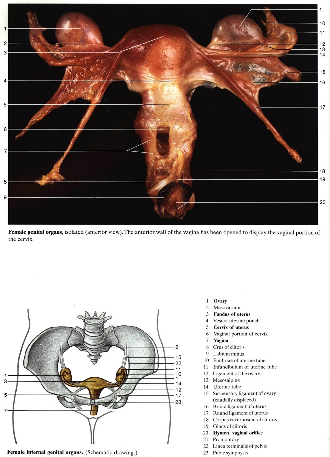 Женская половая/система анатомия