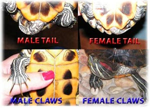 Male and Female Red Eared Slider Comparison
