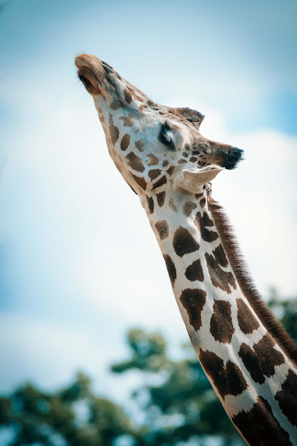 Animal images Animal images