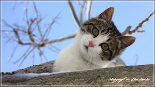 Winter Casino Constanta