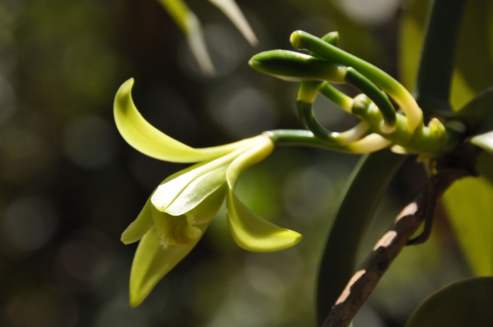 Vanilla plants. Мадагаскарская ваниль. Ваниль растение.