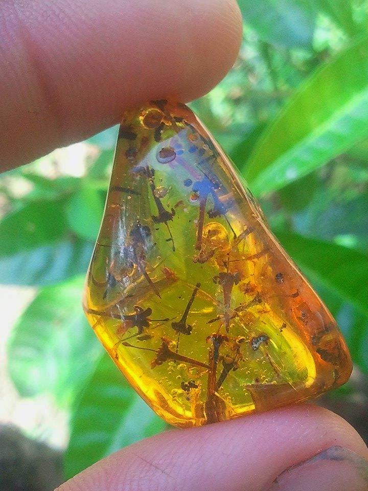 Amber with Fossilized Flowers Unearthed in Dominican Republic