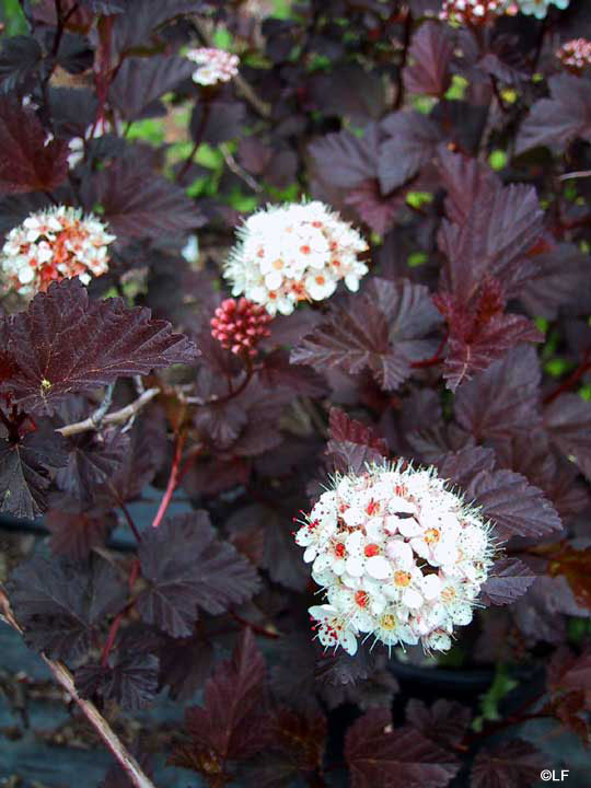 physocarpus_diablo%2Bflower%2Bcluster.jp