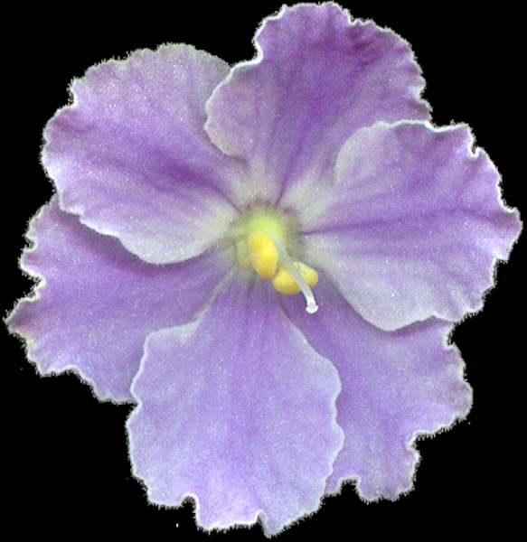 Hawaii Horticulture: Growing African Violets